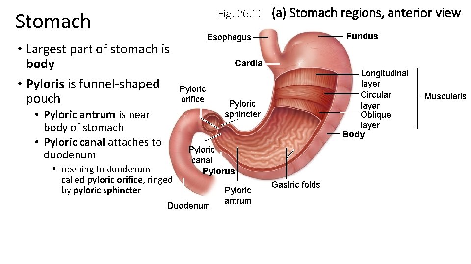 Fig. 26. 12 (a) Stomach regions, anterior view Stomach • Largest part of stomach Fig. 26. 12 (a) Stomach regions, anterior view Stomach • Largest part of stomach
