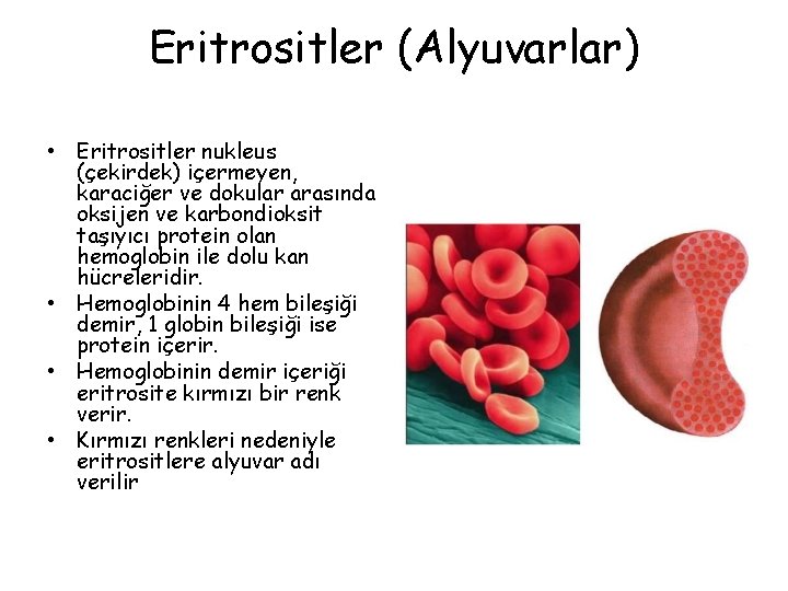 Eritrositler (Alyuvarlar) • Eritrositler nukleus (çekirdek) içermeyen, karaciğer ve dokular arasında oksijen ve karbondioksit