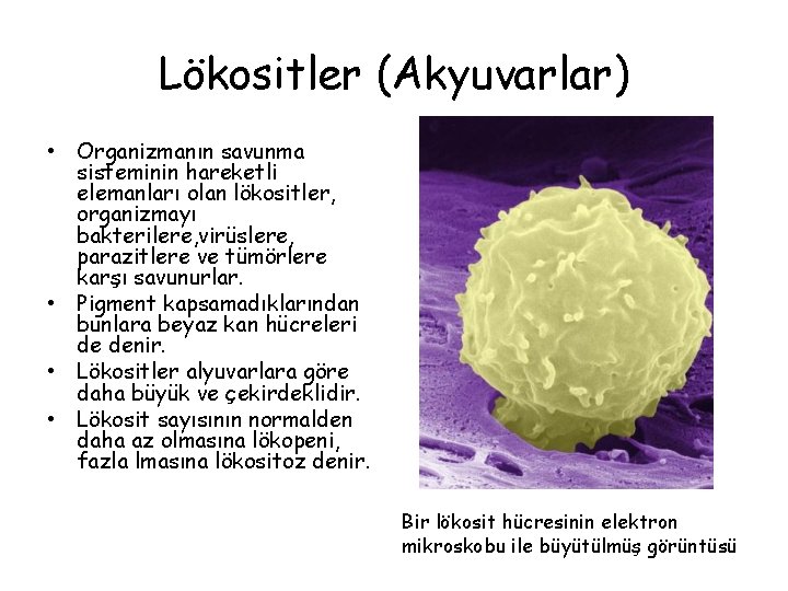 Lökositler (Akyuvarlar) • Organizmanın savunma sisteminin hareketli elemanları olan lökositler, organizmayı bakterilere, virüslere, parazitlere