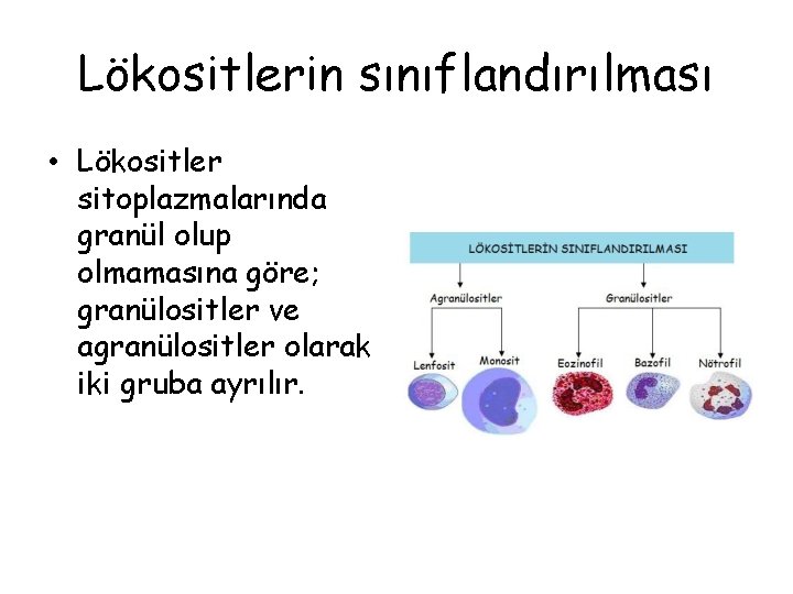 Lökositlerin sınıflandırılması • Lökositler sitoplazmalarında granül olup olmamasına göre; granülositler ve agranülositler olarak iki