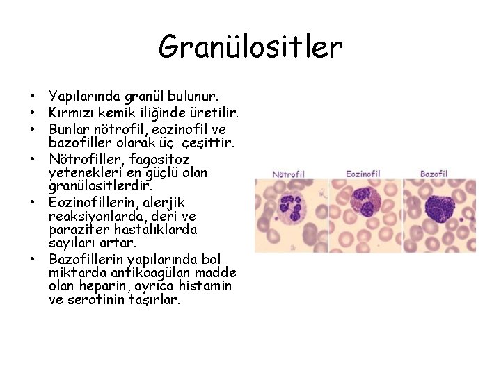 Granülositler • Yapılarında granül bulunur. • Kırmızı kemik iliğinde üretilir. • Bunlar nötrofil, eozinofil