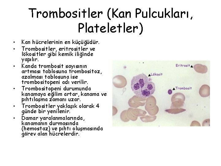 Trombositler (Kan Pulcukları, Plateletler) • • • Kan hücrelerinin en küçüğüdür. Trombositler, eritrositler ve