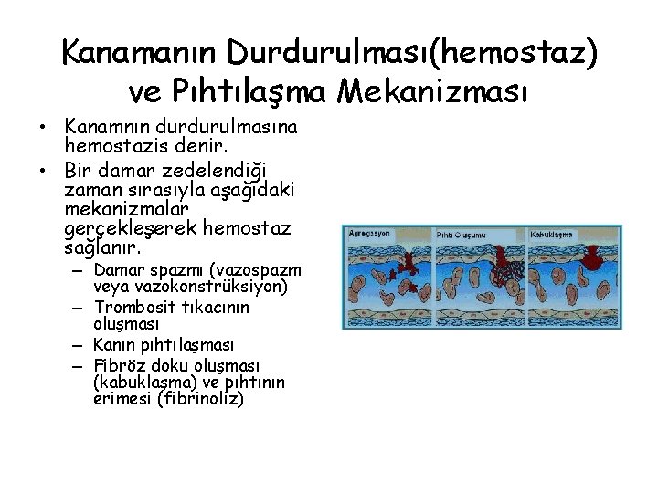 Kanamanın Durdurulması(hemostaz) ve Pıhtılaşma Mekanizması • Kanamnın durdurulmasına hemostazis denir. • Bir damar zedelendiği