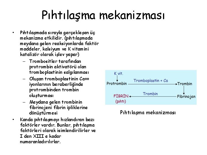 Pıhtılaşma mekanizması • • Pıhtılaşmada sırayla gerçekleşen üç mekanizma etkilidir. (pıhtılaşmada meydana gelen reaksiyonlarda