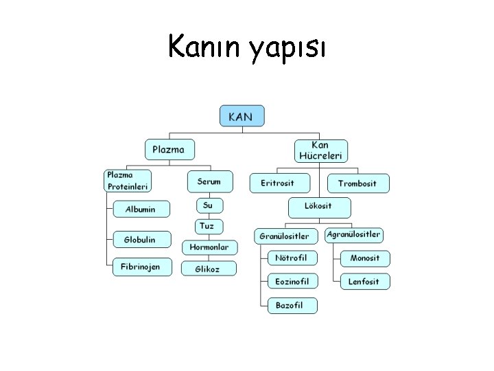 Kanın yapısı 