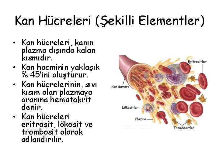 Kan Hücreleri (Şekilli Elementler) • Kan hücreleri, kanın plazma dışında kalan kısmıdır. • Kan