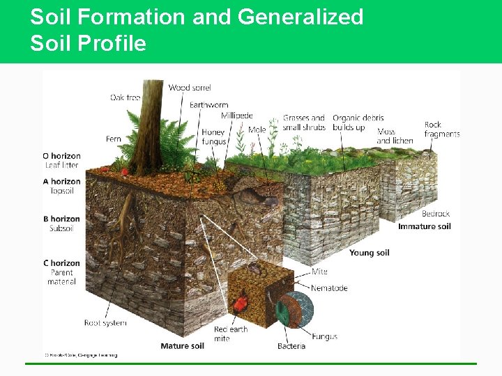 Soil Formation and Generalized Soil Profile 