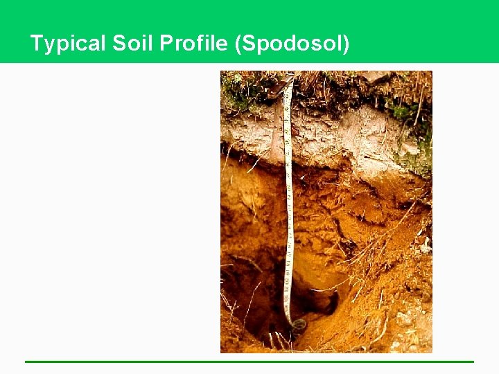 Typical Soil Profile (Spodosol) 