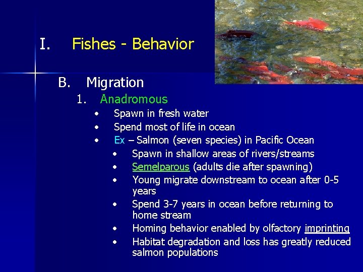 I. Fishes - Behavior B. Migration 1. Anadromous • • • Spawn in fresh