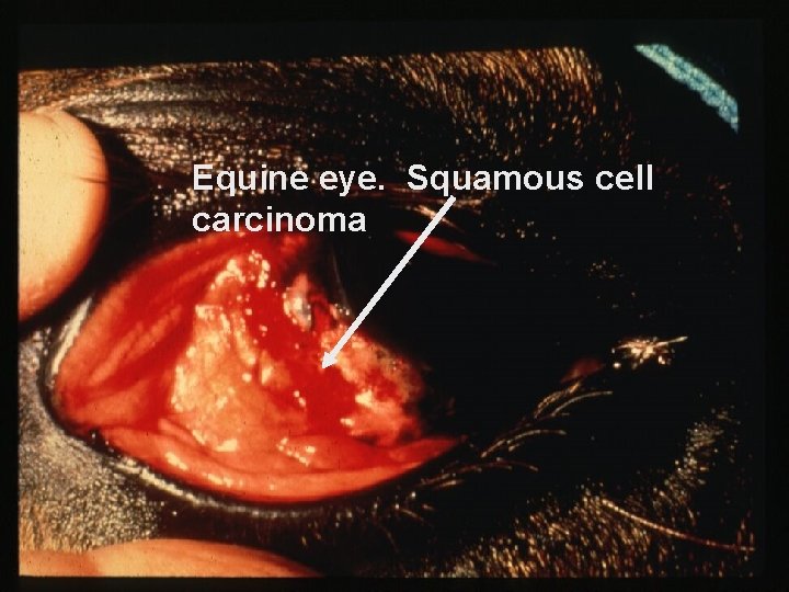 Equine eye. Squamous cell carcinoma 