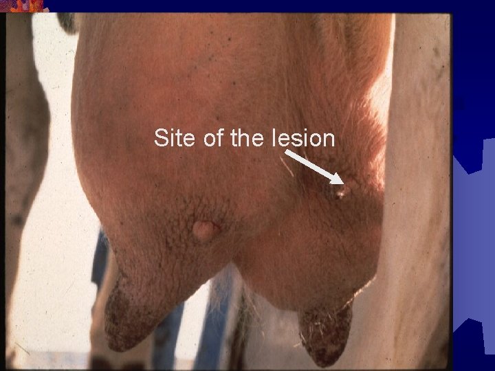 Site of the lesion 