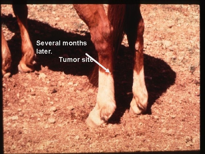Several months later. Tumor site 