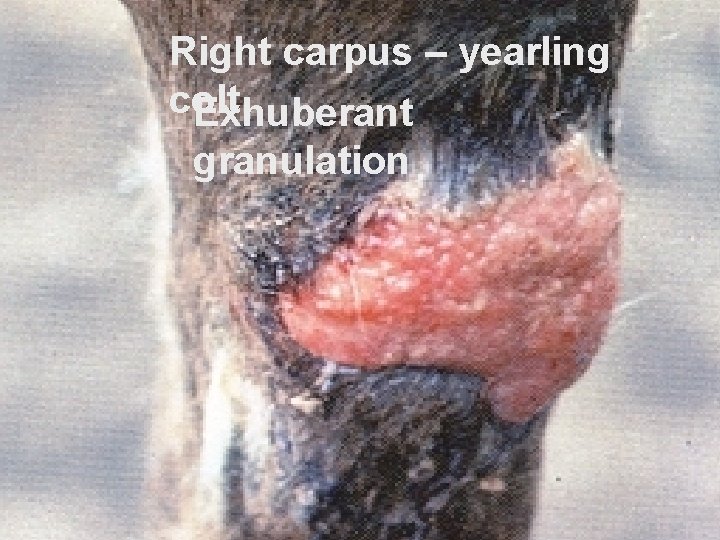 Right carpus – yearling colt Exhuberant granulation 