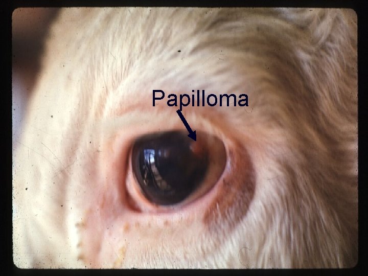 Papilloma 