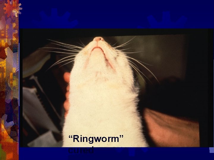 “Ringworm” cured 