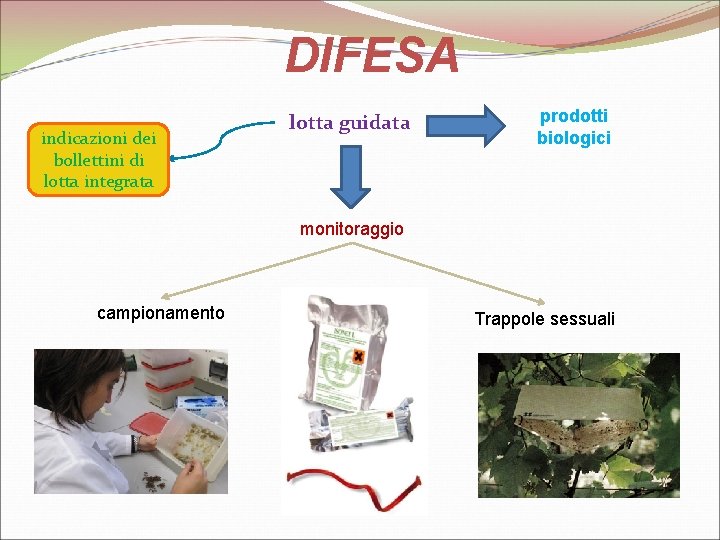 DIFESA indicazioni dei bollettini di lotta integrata lotta guidata prodotti biologici monitoraggio campionamento Trappole