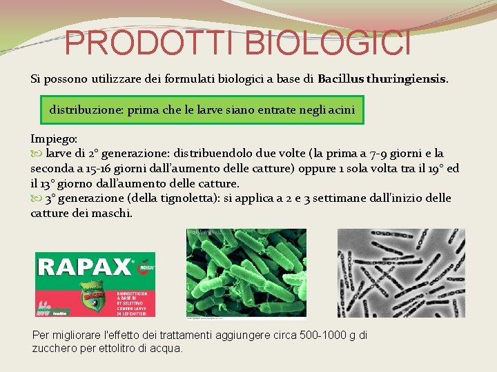 PRODOTTI BIOLOGICI Si possono utilizzare dei formulati biologici a base di Bacillus thuringiensis. distribuzione: