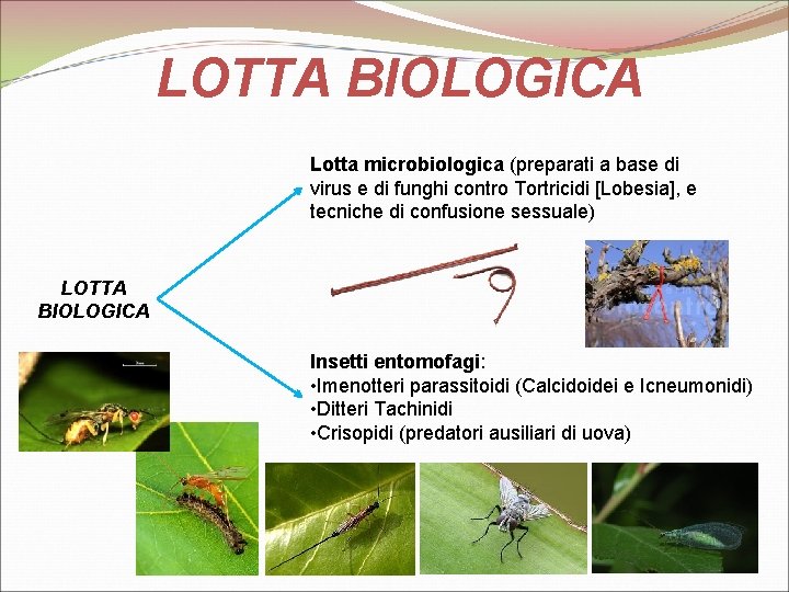 LOTTA BIOLOGICA Lotta microbiologica (preparati a base di virus e di funghi contro Tortricidi