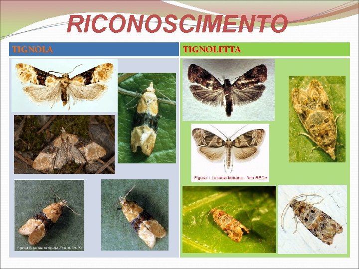 RICONOSCIMENTO TIGNOLA TIGNOLETTA 