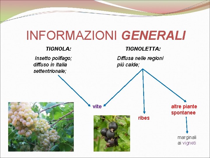 INFORMAZIONI GENERALI TIGNOLA: TIGNOLETTA: Insetto polifago; diffuso in Italia settentrionale; Diffusa nelle regioni più