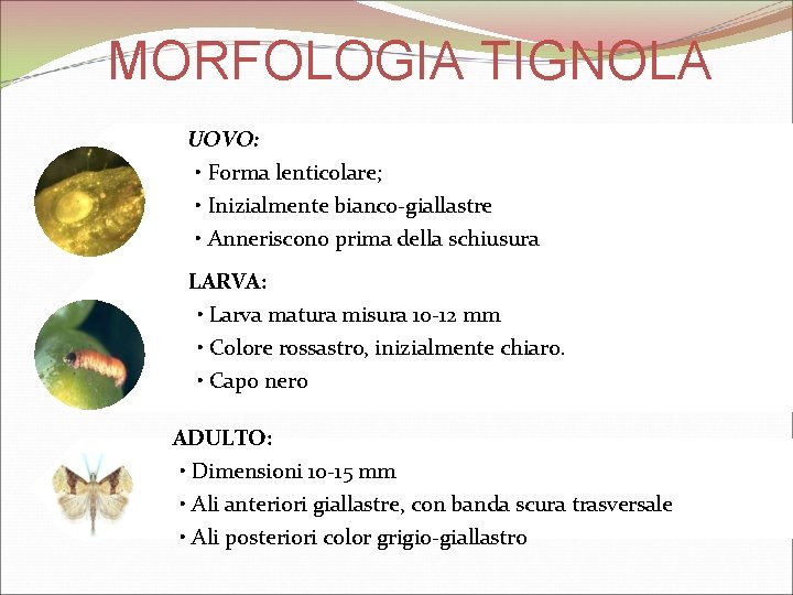 MORFOLOGIA TIGNOLA UOVO: • Forma lenticolare; • Inizialmente bianco-giallastre • Anneriscono prima della schiusura