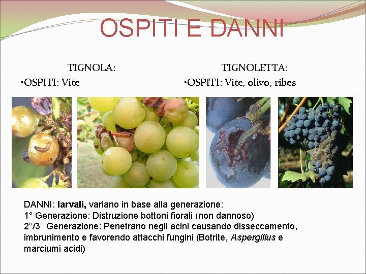 OSPITI E DANNI TIGNOLA: • OSPITI: Vite TIGNOLETTA: • OSPITI: Vite, olivo, ribes DANNI: