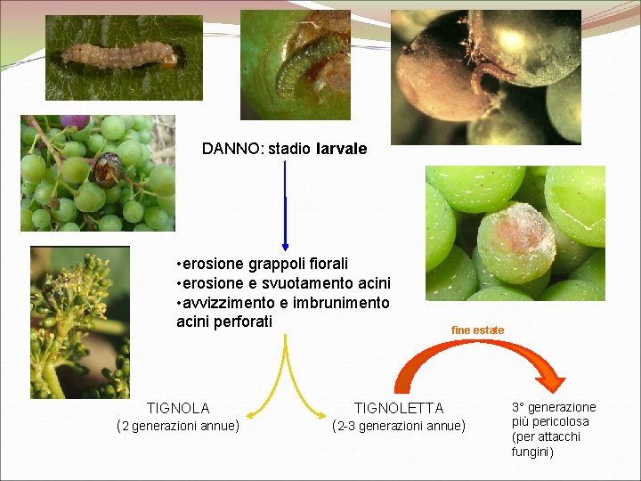 DANNO: stadio larvale • erosione grappoli fiorali • erosione e svuotamento acini • avvizzimento