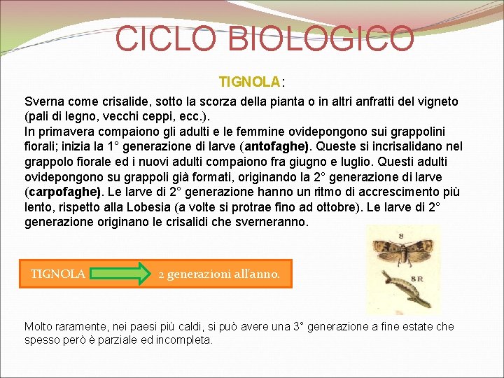 CICLO BIOLOGICO TIGNOLA: Sverna come crisalide, sotto la scorza della pianta o in altri