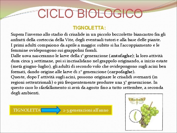 CICLO BIOLOGICO TIGNOLETTA: Supera l'inverno allo stadio di crisalide in un piccolo bozzoletto biancastro