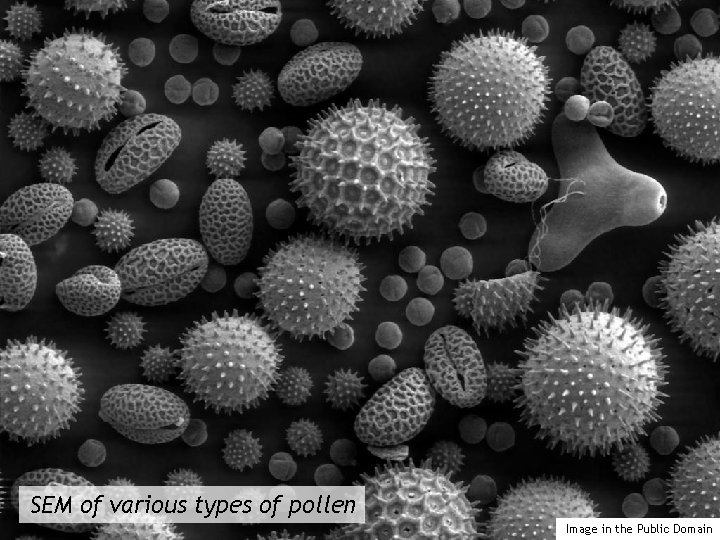 SEM of various types of pollen Image in the Public Domain 