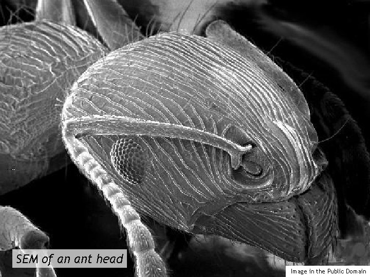 SEM of an ant head Image in the Public Domain 