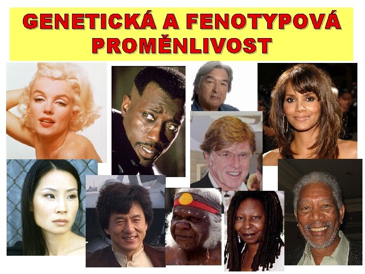 GENETICKÁ A FENOTYPOVÁ PROMĚNLIVOST GENETICKÁ A FENOTYPOVÁ PROMĚNLIVOST