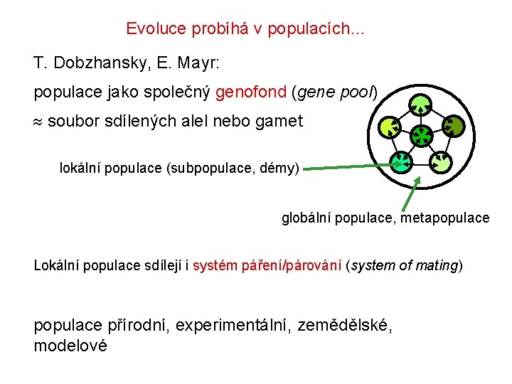Evoluce probíhá v populacích… T. Dobzhansky, E. Mayr: populace jako společný genofond (gene pool) Evoluce probíhá v populacích… T. Dobzhansky, E. Mayr: populace jako společný genofond (gene pool)