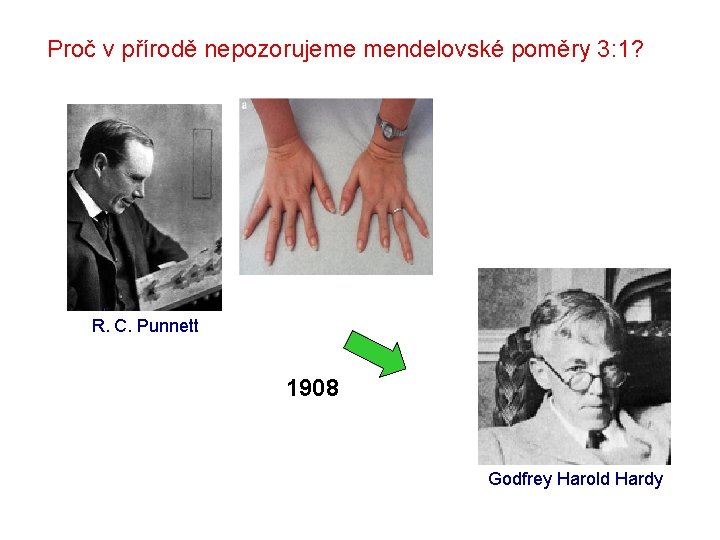 Proč v přírodě nepozorujeme mendelovské poměry 3: 1? R. C. Punnett 1908 Godfrey Harold Proč v přírodě nepozorujeme mendelovské poměry 3: 1? R. C. Punnett 1908 Godfrey Harold