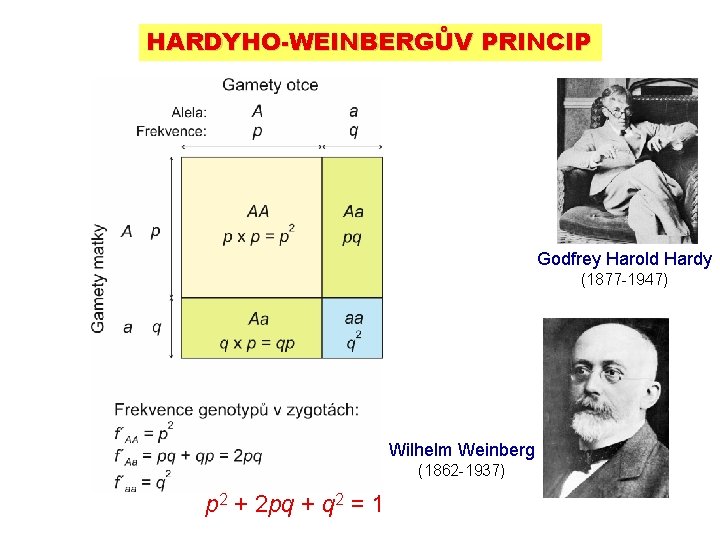HARDYHO-WEINBERGŮV PRINCIP Godfrey Harold Hardy (1877 -1947) Wilhelm Weinberg (1862 -1937) p 2 + HARDYHO-WEINBERGŮV PRINCIP Godfrey Harold Hardy (1877 -1947) Wilhelm Weinberg (1862 -1937) p 2 +