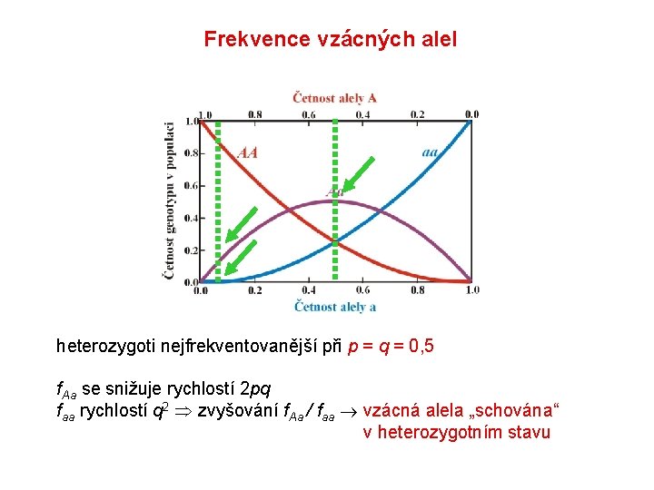 Frekvence vzácných alel heterozygoti nejfrekventovanější při p = q = 0, 5 f. Aa Frekvence vzácných alel heterozygoti nejfrekventovanější při p = q = 0, 5 f. Aa