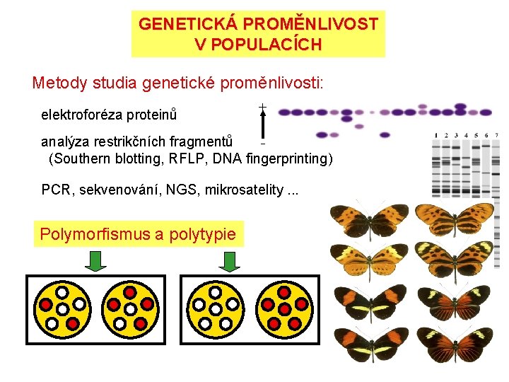 GENETICKÁ PROMĚNLIVOST V POPULACÍCH Metody studia genetické proměnlivosti: elektroforéza proteinů + analýza restrikčních fragmentů GENETICKÁ PROMĚNLIVOST V POPULACÍCH Metody studia genetické proměnlivosti: elektroforéza proteinů + analýza restrikčních fragmentů