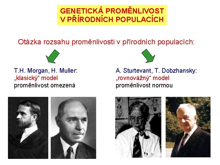 GENETICKÁ PROMĚNLIVOST V PŘÍRODNÍCH POPULACÍCH Otázka rozsahu proměnlivosti v přírodních populacích: T. H. Morgan, GENETICKÁ PROMĚNLIVOST V PŘÍRODNÍCH POPULACÍCH Otázka rozsahu proměnlivosti v přírodních populacích: T. H. Morgan,