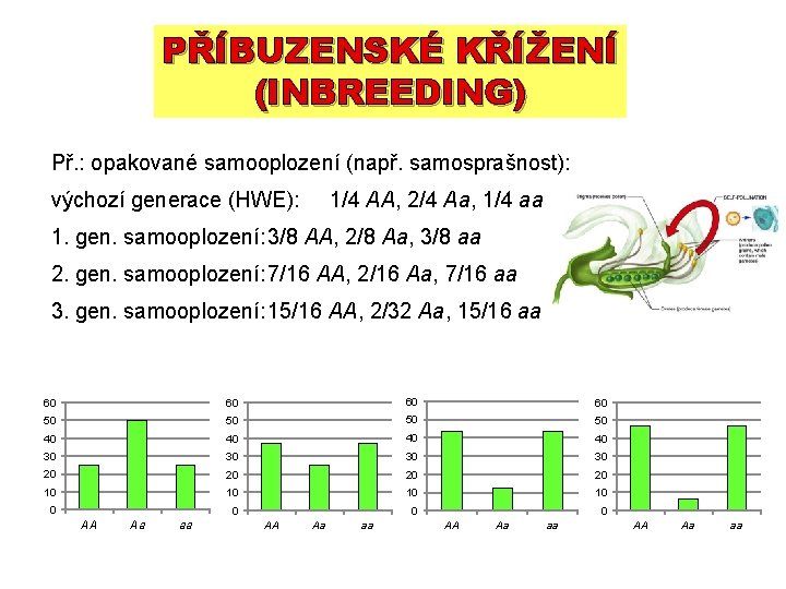 PŘÍBUZENSKÉ KŘÍŽENÍ (INBREEDING) Př. : opakované samooplození (např. samosprašnost): výchozí generace (HWE): 1/4 AA, PŘÍBUZENSKÉ KŘÍŽENÍ (INBREEDING) Př. : opakované samooplození (např. samosprašnost): výchozí generace (HWE): 1/4 AA,