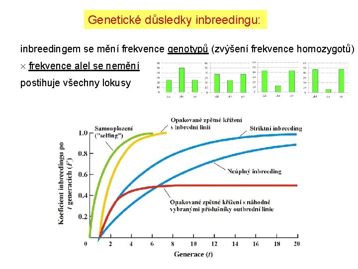 Genetické důsledky inbreedingu: inbreedingem se mění frekvence genotypů (zvýšení frekvence homozygotů) frekvence alel se Genetické důsledky inbreedingu: inbreedingem se mění frekvence genotypů (zvýšení frekvence homozygotů) frekvence alel se