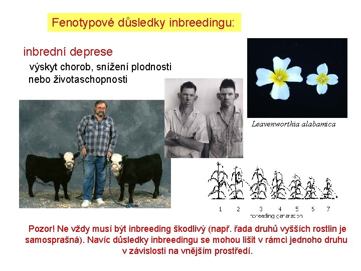 Fenotypové důsledky inbreedingu: inbrední deprese výskyt chorob, snížení plodnosti nebo životaschopnosti Leavenworthia alabamica Pozor! Fenotypové důsledky inbreedingu: inbrední deprese výskyt chorob, snížení plodnosti nebo životaschopnosti Leavenworthia alabamica Pozor!