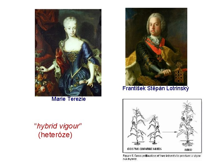 František Štěpán Lotrinský Marie Terezie “hybrid vigour” (heteróze) František Štěpán Lotrinský Marie Terezie “hybrid vigour” (heteróze)