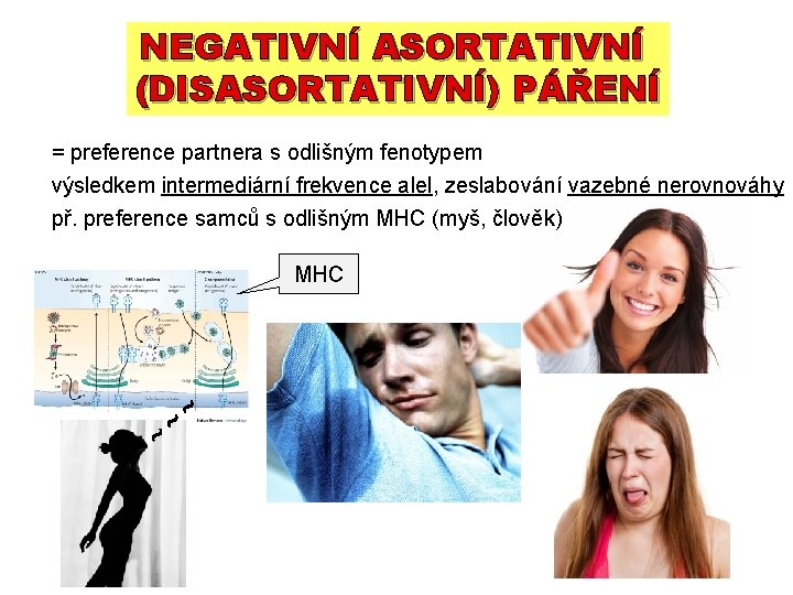 NEGATIVNÍ ASORTATIVNÍ (DISASORTATIVNÍ) PÁŘENÍ = preference partnera s odlišným fenotypem výsledkem intermediární frekvence alel, NEGATIVNÍ ASORTATIVNÍ (DISASORTATIVNÍ) PÁŘENÍ = preference partnera s odlišným fenotypem výsledkem intermediární frekvence alel,