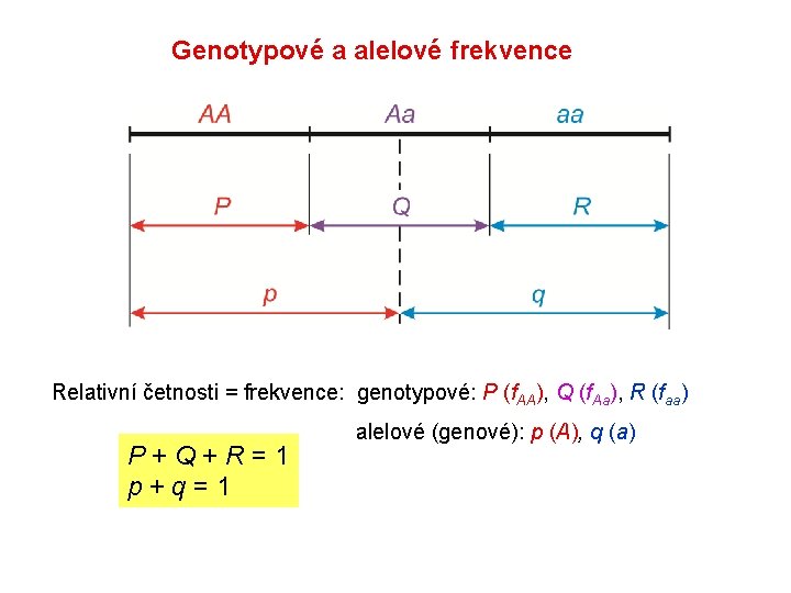 Genotypové a alelové frekvence Relativní četnosti = frekvence: genotypové: P (f. AA), Q (f. Genotypové a alelové frekvence Relativní četnosti = frekvence: genotypové: P (f. AA), Q (f.