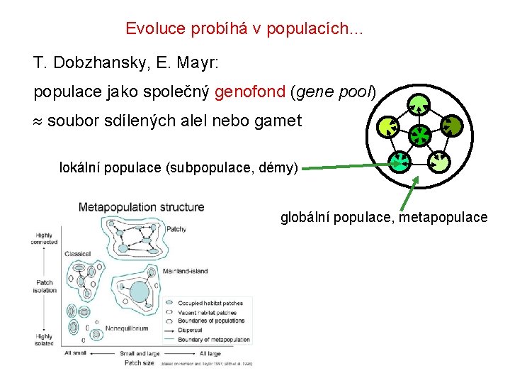 Evoluce probíhá v populacích… T. Dobzhansky, E. Mayr: populace jako společný genofond (gene pool) Evoluce probíhá v populacích… T. Dobzhansky, E. Mayr: populace jako společný genofond (gene pool)