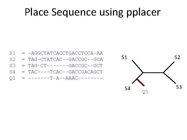 Place Sequence using pplacer S 1 S 2 S 3 S 4 Q 1