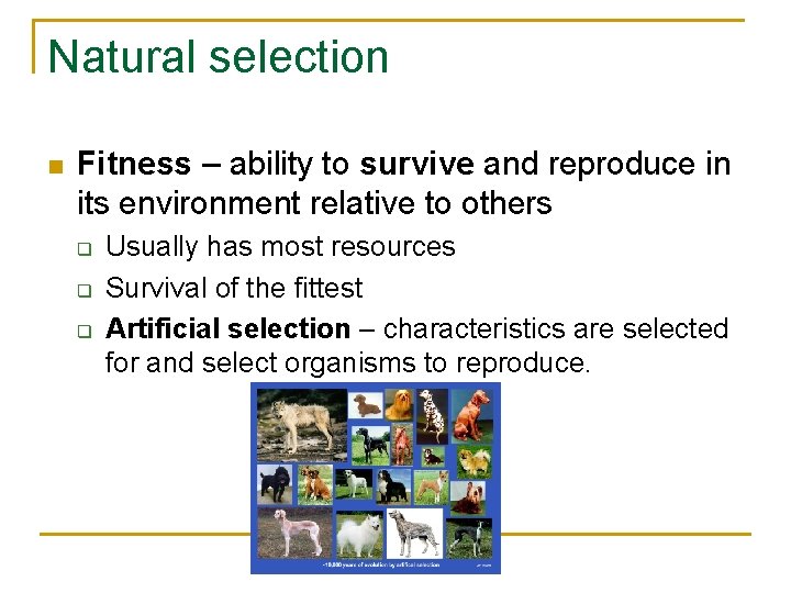Natural selection n Fitness – ability to survive and reproduce in its environment relative