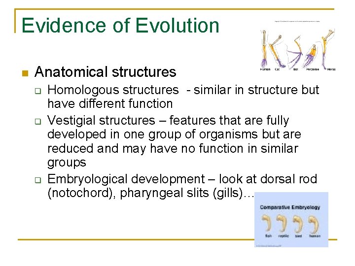 Evidence of Evolution n Anatomical structures q q q Homologous structures - similar in