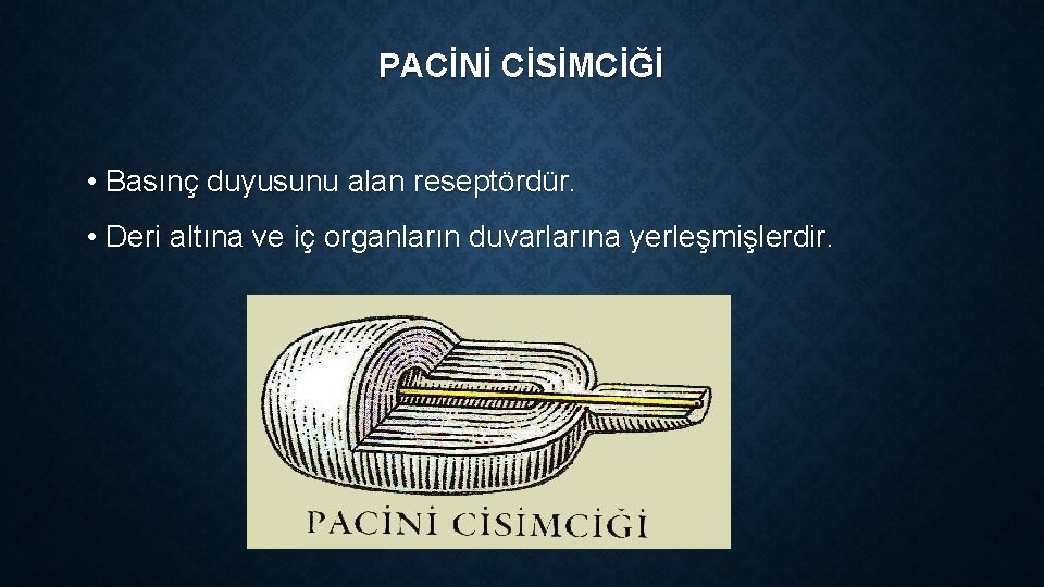 PACİNİ CİSİMCİĞİ • Basınç duyusunu alan reseptördür. • Deri altına ve iç organların duvarlarına PACİNİ CİSİMCİĞİ • Basınç duyusunu alan reseptördür. • Deri altına ve iç organların duvarlarına