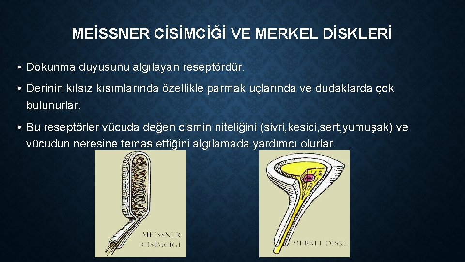MEİSSNER CİSİMCİĞİ VE MERKEL DİSKLERİ • Dokunma duyusunu algılayan reseptördür. • Derinin kılsız kısımlarında MEİSSNER CİSİMCİĞİ VE MERKEL DİSKLERİ • Dokunma duyusunu algılayan reseptördür. • Derinin kılsız kısımlarında
